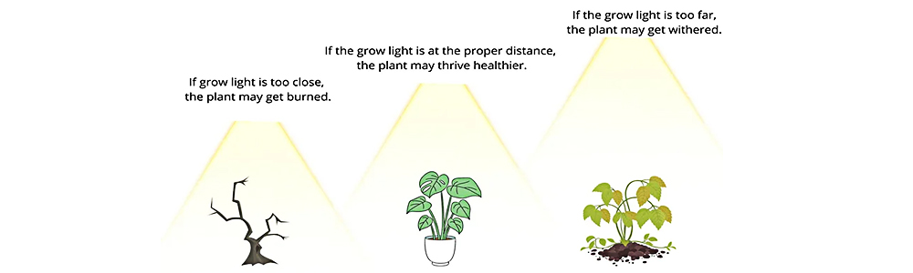 the optimal distance between led grow lights and plants