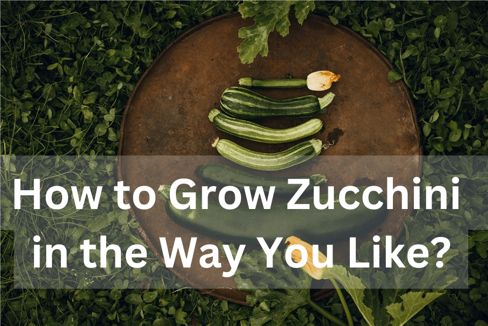 How to Grow Zucchini