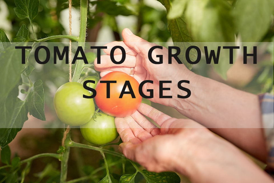 tomato growth stages