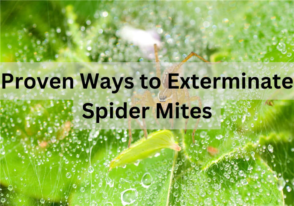 Exterminate Spider Mites