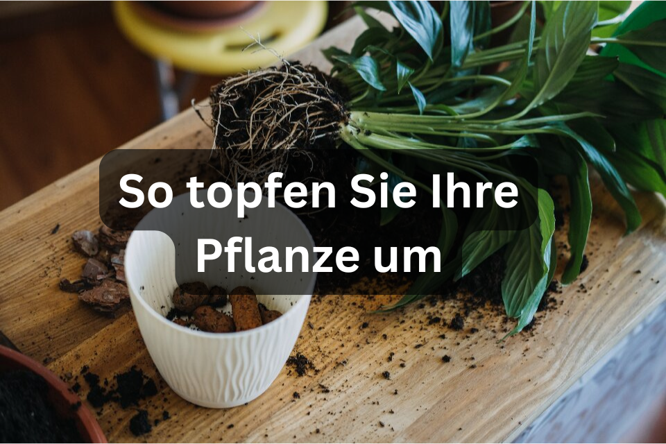 So topfen Sie Ihre Pflanze um