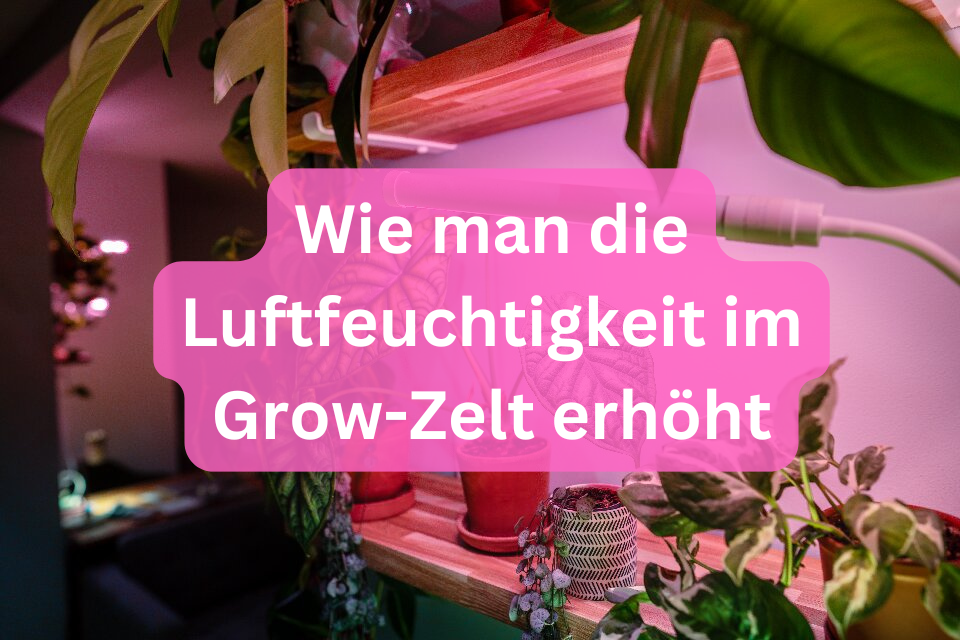 Wie man die Luftfeuchtigkeit im Grow-Zelt erhöht