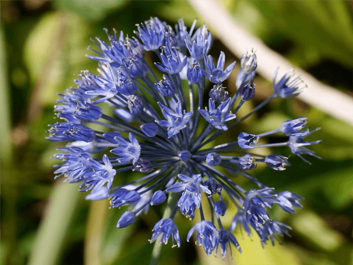 Blue Bell Shaped Flower - Bluebell Flowering Onion