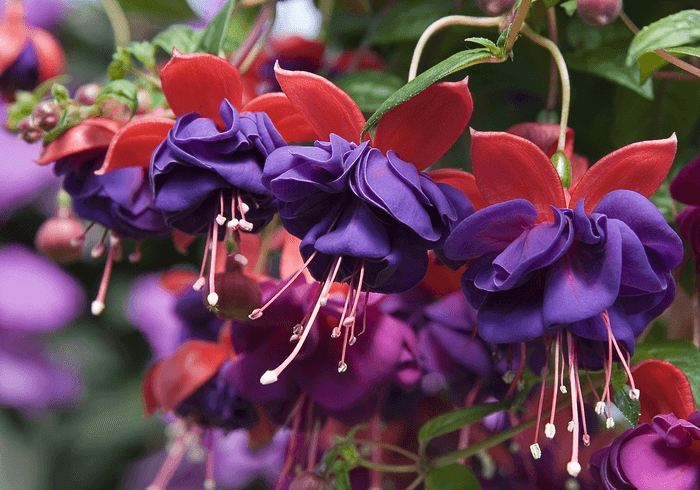 Blue Bell Shaped Flower - Blue Fuchsia