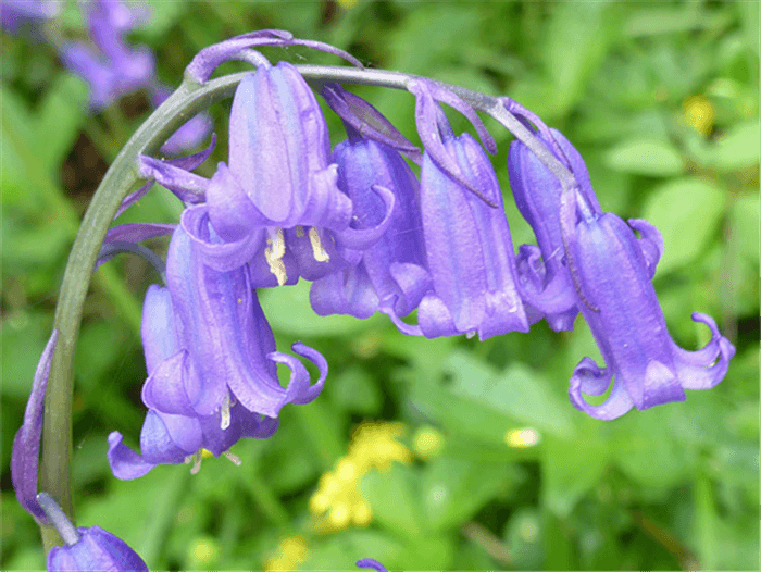 Blue Bell Shaped Flower - Bluebell