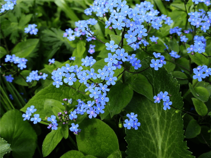 Blue Bell Shaped Flower - Brunnera