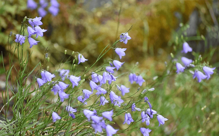 Blue Bell Shaped Flower - Campanula