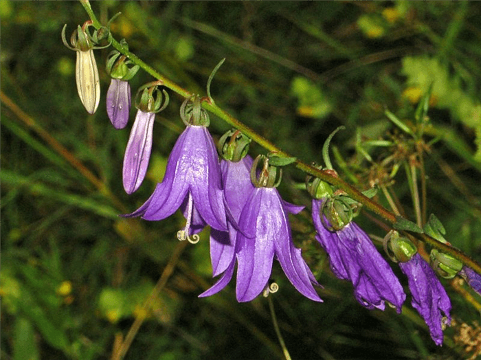 Blue Bell Shaped Flower - Creeping Bellflower