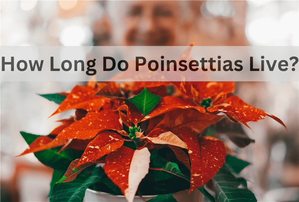 How Long Do Poinsettias Live?