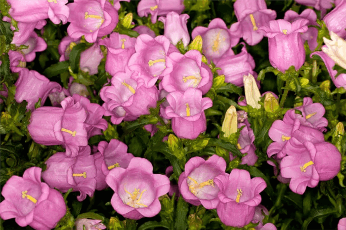 Pink Bell Shaped Flower - Carpatica Pink