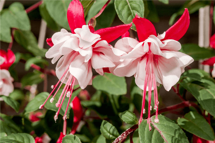 Pink Bell Shaped Flower - Fuchsia