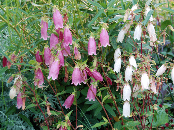 Pink Bell Shaped Flower - Japanese Bellflower