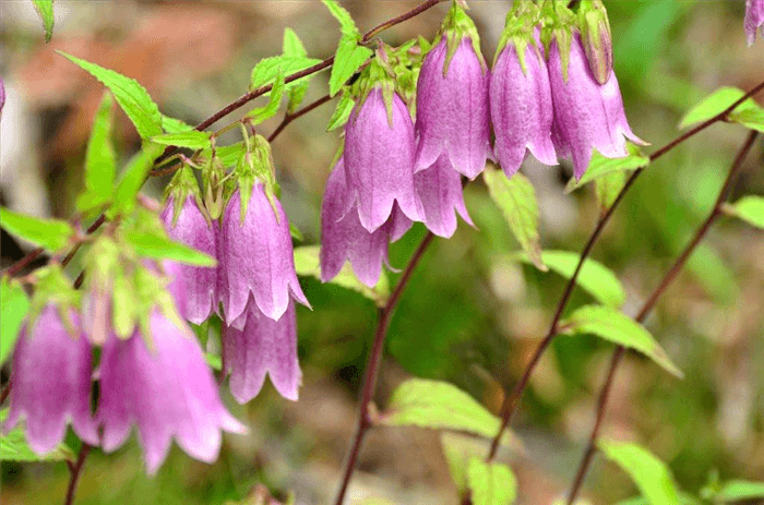 Pink Bell Shaped Flower - Bellflower