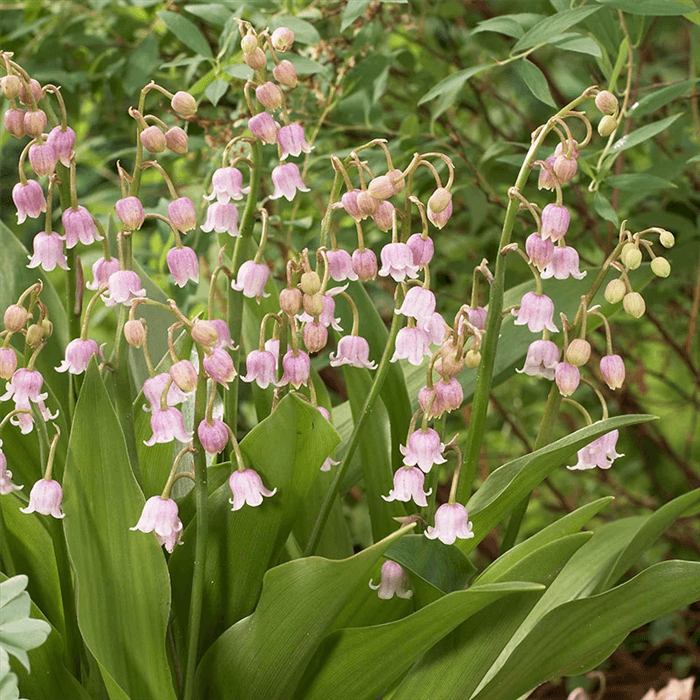 Pink Bell Shaped Flower - Pink Lily of the Valley