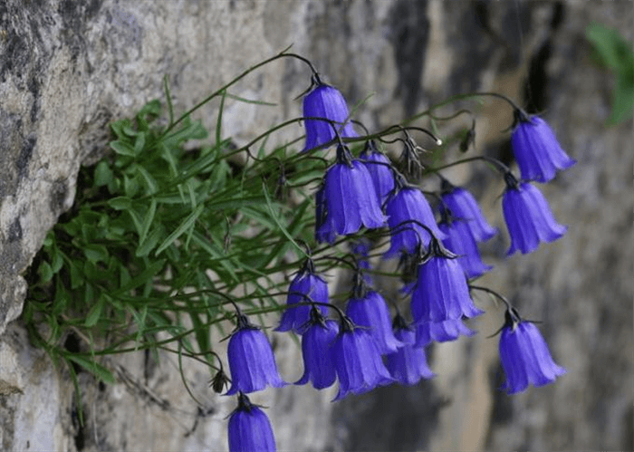 Purple Bell Shaped Flower - Bellflower