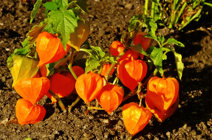 Purple Bell Shaped Flower - Chinese Lantern