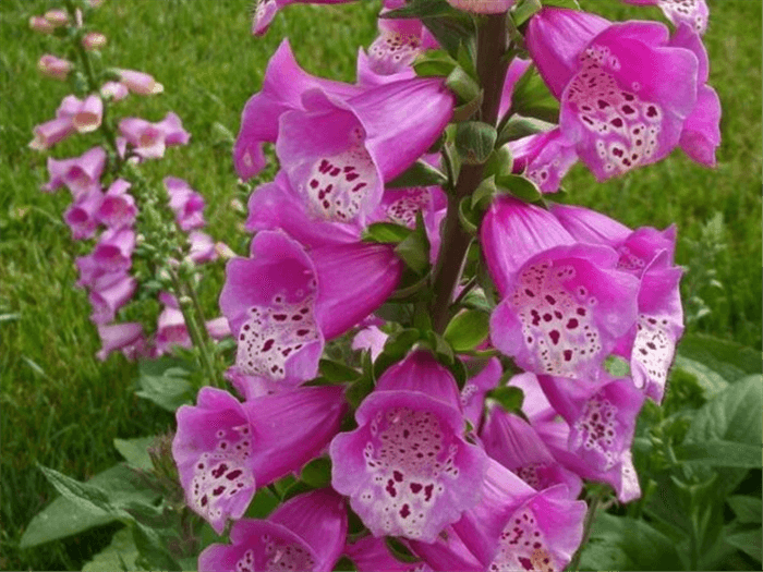 Purple Bell Shaped Flower - Foxglove