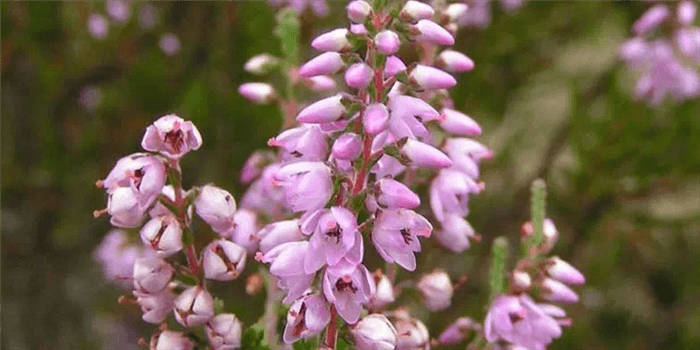 Purple Bell Shaped Flower - Heather