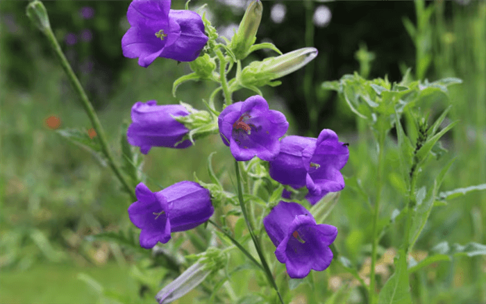 Purple Bell Shaped Flower - Purple Campanula