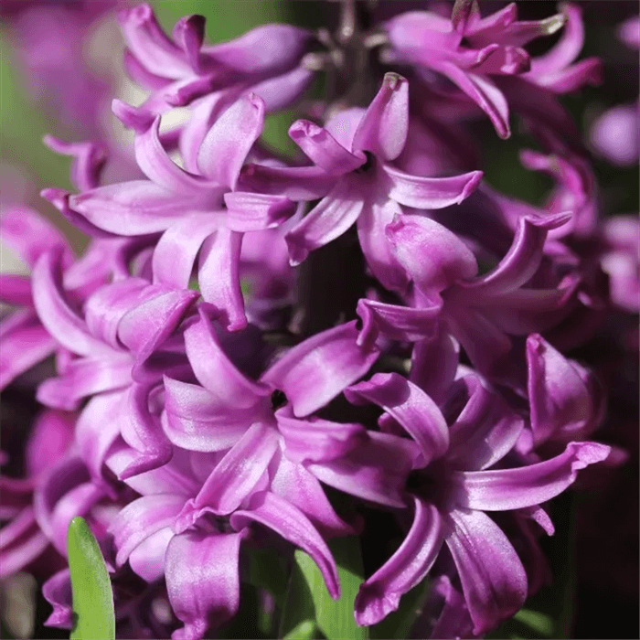 Purple Bell Shaped Flower - Purple Hyacinth