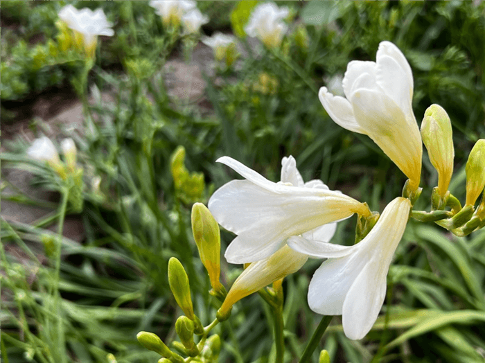 White Bell Shaped Flower - Freesia