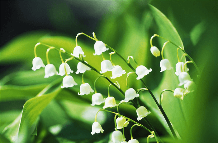 White Bell Shaped Flower - Lily of the Valley