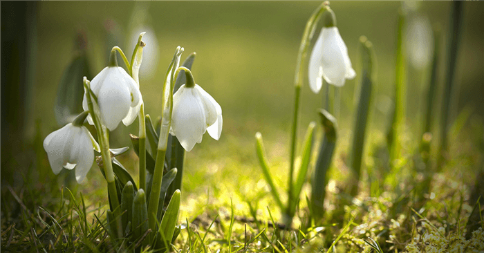 White Bell Shaped Flower - Snowdrop