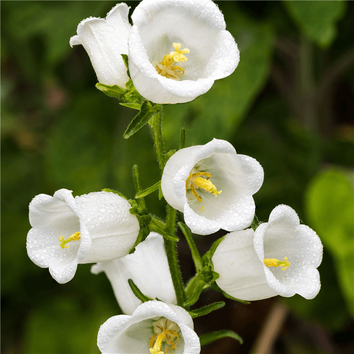 White Bell Shaped Flower - White Bellflower