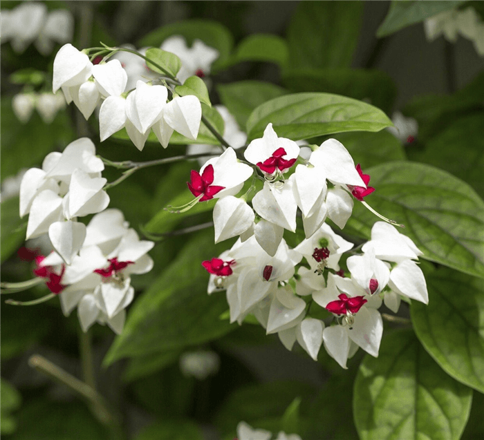 White Bell Shaped Flower - White Bleeding Heart