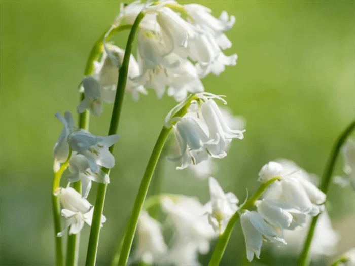 White Bell Shaped Flower - White Bluebell