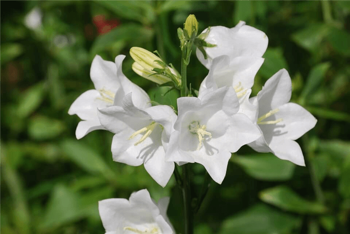 White Bell Shaped Flower - White Campanula