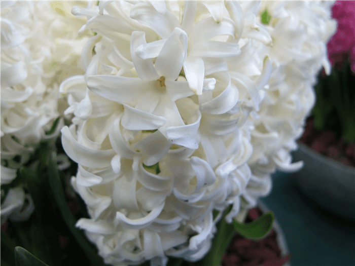 White Bell Shaped Flower - White Hyacinth