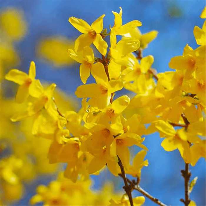 Yellow Bell Shaped Flower - Golden Smiling Bells