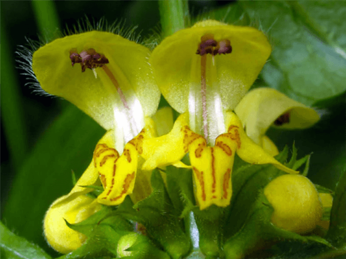 Yellow Bell Shaped Flower - Yellow Archangel