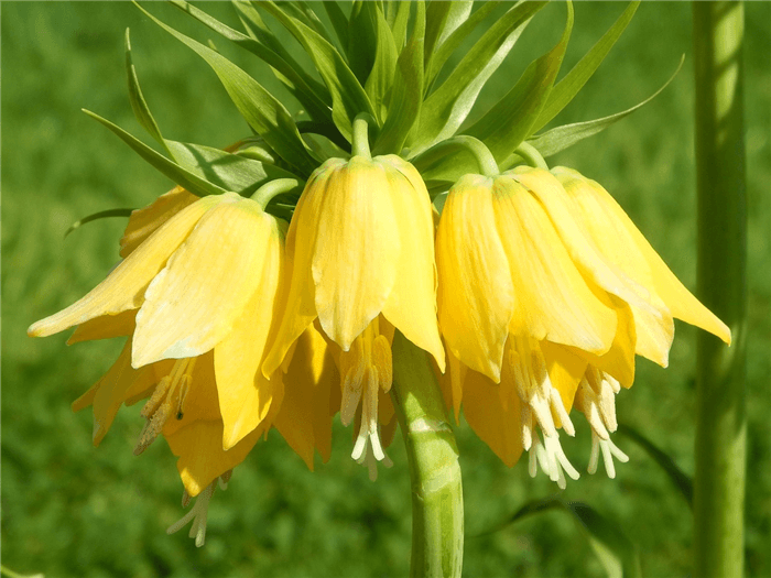 Yellow Bell Shaped Flower - Yellow Bellflower