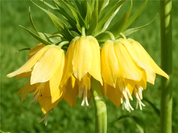 Yellow Bell Shaped Flower In A Row Yellow Bell Shaped Flower Single