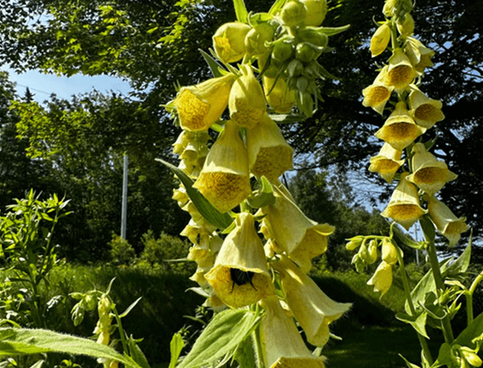 Yellow Bell Shaped Flower - Yellow Foxglove