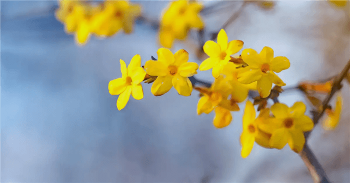 Yellow Bell Shaped Flower - Yellow Jasmine