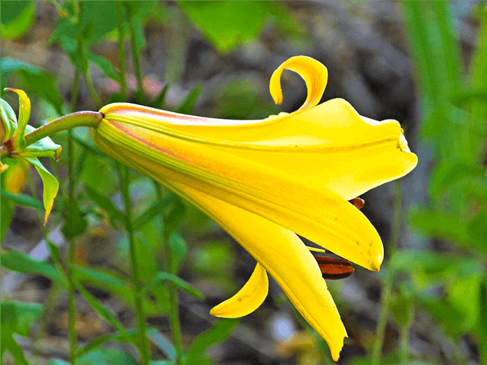 Yellow Bell Shaped Flower - Yellow Trumpet Lily