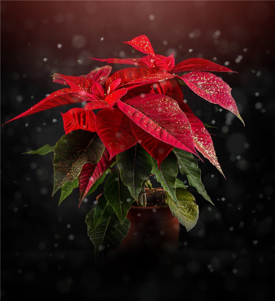 Can Poinsettias Live Outside in the Winter?