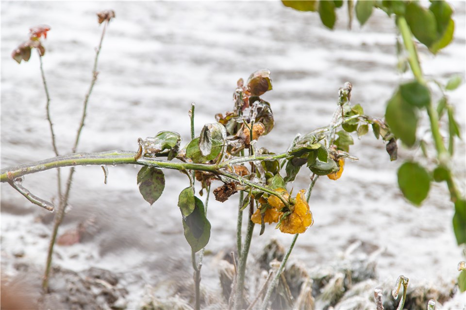 Do Plants Have More Water Stress in Summer or Winter?