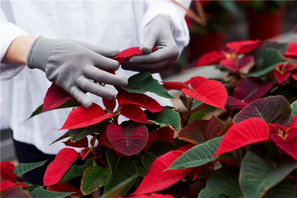 How to Care for Poinsettia Plants Outside?