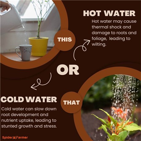 Should I Use Cold or Hot Water on Plants?