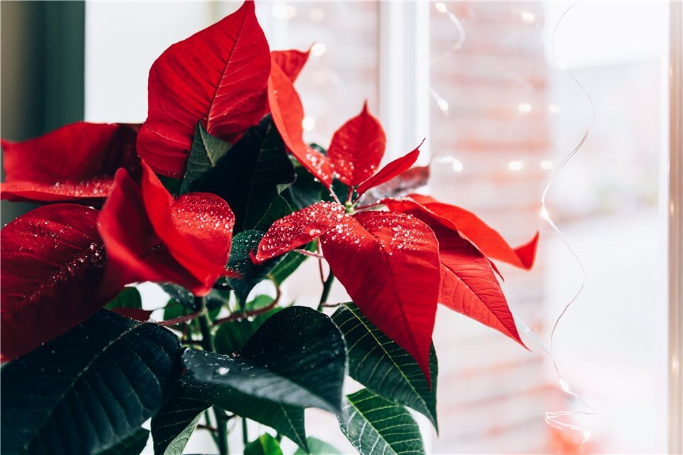 the Lowest Temperature Poinsettias Can Tolerate