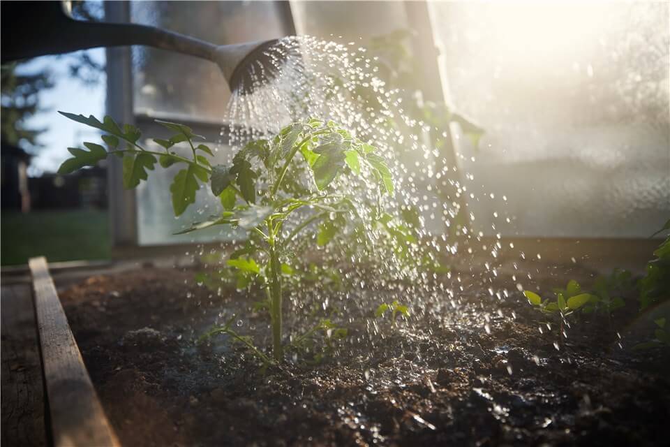 What Temperature Is Best for Watering Plants?